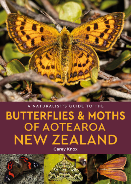 A Naturalist’s Guide to the Butterflies & Moths of Aotearoa New Zealand
