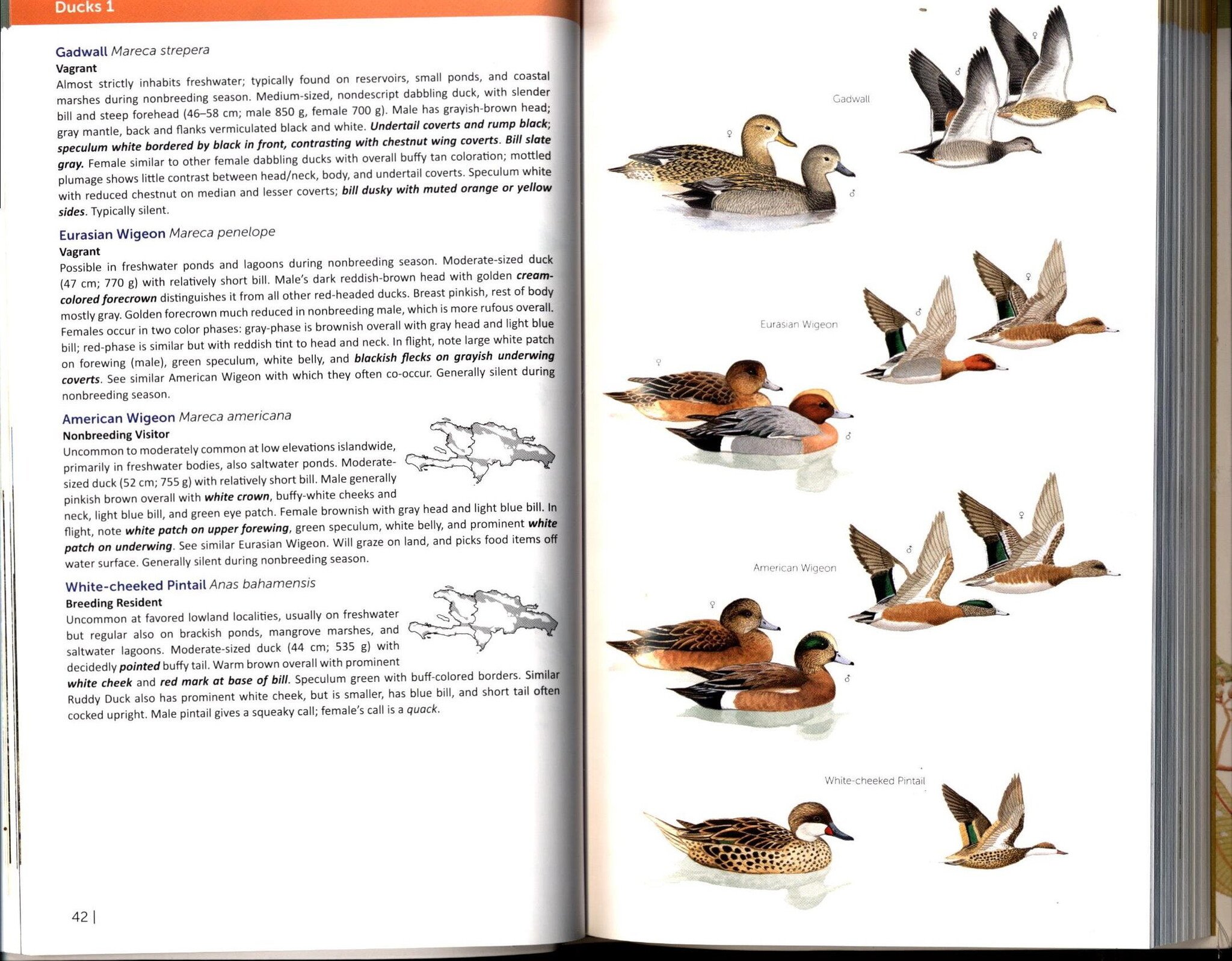 Field Guide to the Birds of the Dominican Republic & Haiti