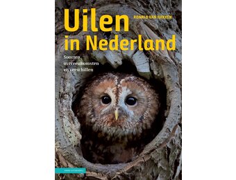 Uilen in Nederland