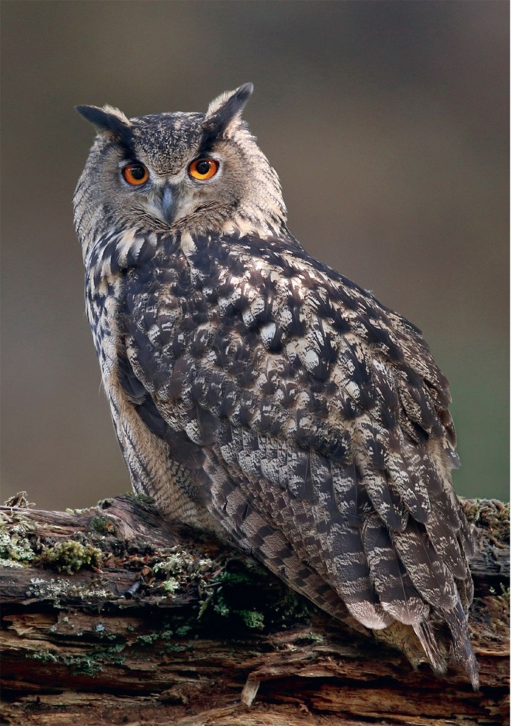 Uilen in Nederland - Soorten, overeenkomsten en verschillen