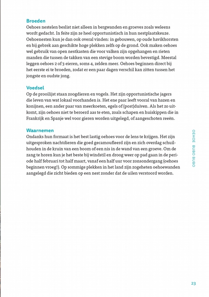 Uilen in Nederland - Soorten, overeenkomsten en verschillen