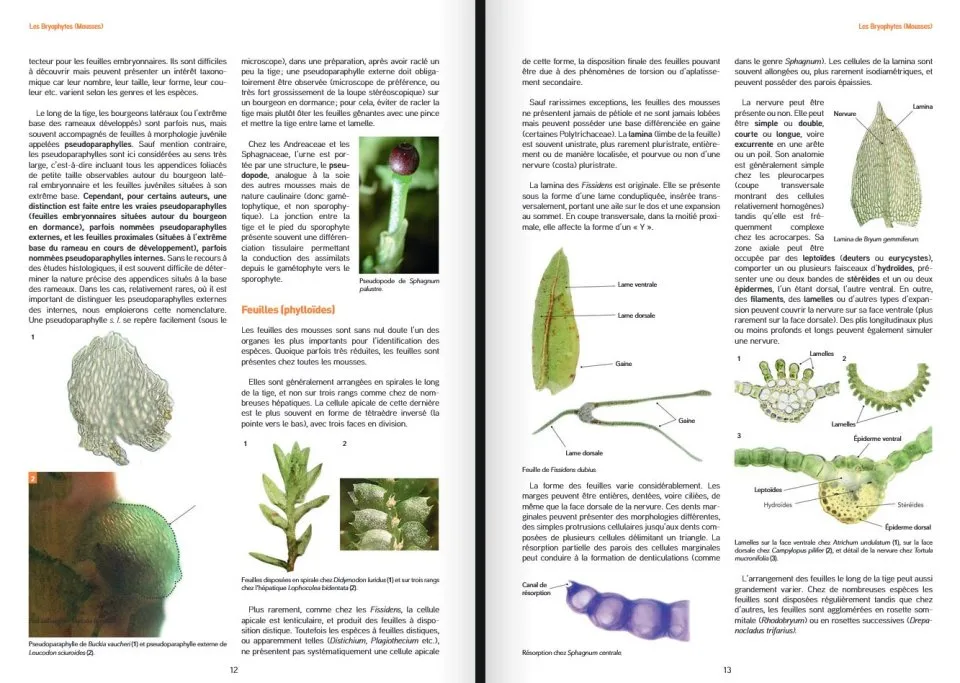Les Bryophytes de France - Volume 2 - Pleurocarpes et Sphagnales