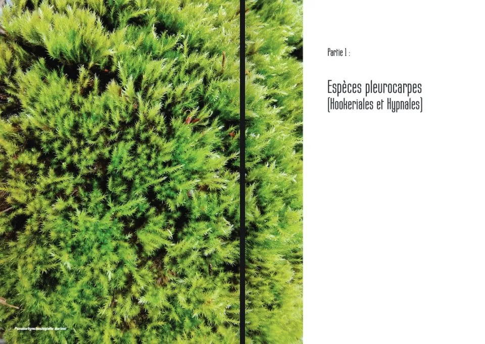 Les Bryophytes de France - Volume 2 - Pleurocarpes et Sphagnales