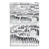 Atlas of Feathers for Western Palearctic Birds - Volume 1: Introduction