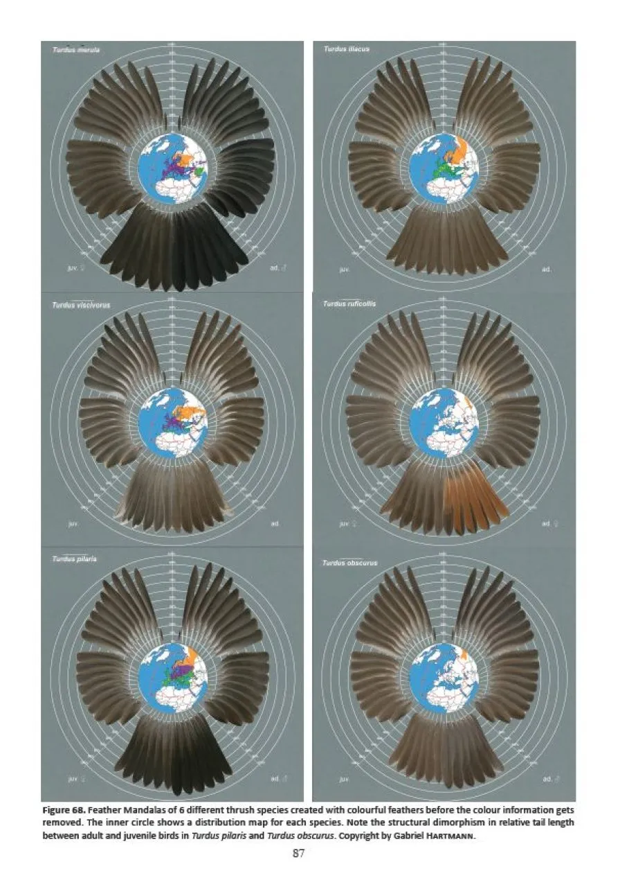 Atlas of Feathers for Western Palearctic Birds - Volume 1: Introduction