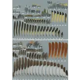 Atlas of Feathers for Western Palearctic Birds - Volume 1: Introduction