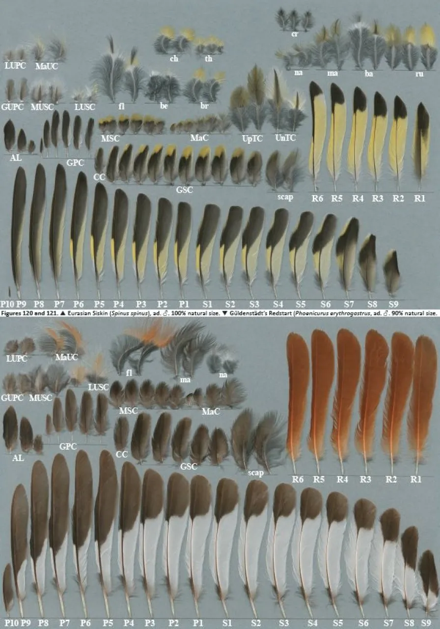 Atlas of Feathers for Western Palearctic Birds - Volume 1: Introduction
