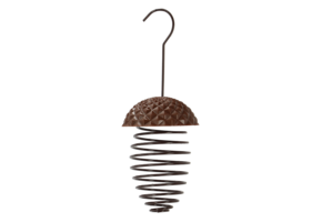 Acorn bird spring