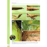 A Taxonomic Guide to the Stick Insects of Borneo - Volume 1
