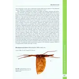 A Taxonomic Guide to the Stick Insects of Borneo - Volume 1