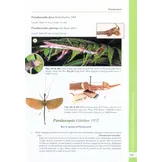 A Taxonomic Guide to the Stick Insects of Borneo - Volume 1