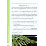 A Taxonomic Guide to the Stick Insects of Borneo - Volume 1