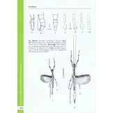 A Taxonomic Guide to the Stick Insects of Borneo - Volume 1