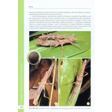 A Taxonomic Guide to the Stick Insects of Borneo - Volume 1
