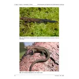 Verbreitungsatlas der Reptilien des Großherzogtums Luxemburg - Ferrantia, Volume 78