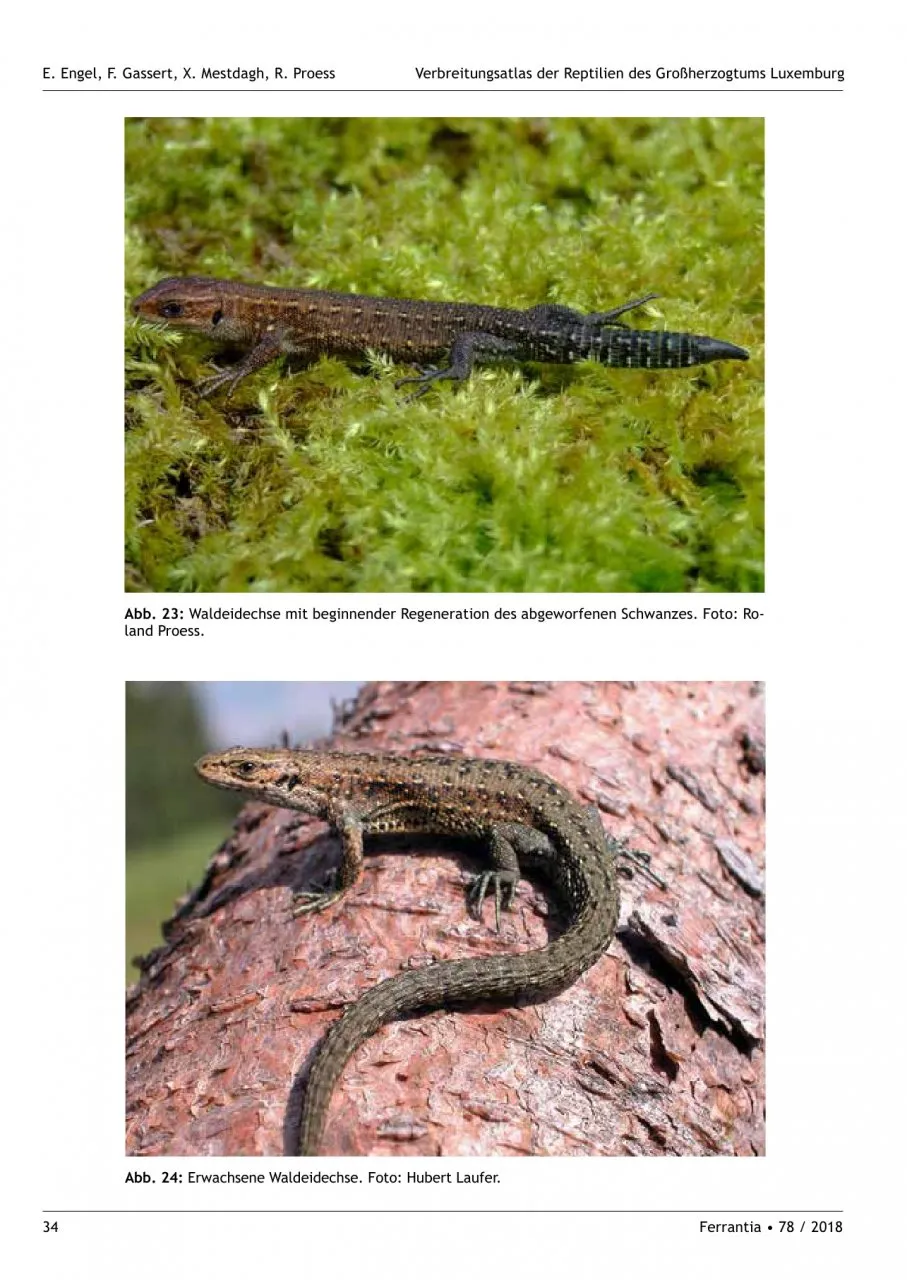 Verbreitungsatlas der Reptilien des Großherzogtums Luxemburg - Ferrantia, Volume 78