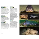 Marine Life of the North Sea and English Channel