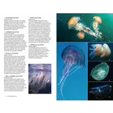 Marine Life of the North Sea and English Channel