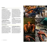 Marine Life of the North Sea and English Channel