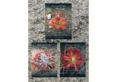 Drosera of the World: Volumes 1, 2 & 3