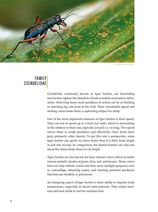 Tiger Beetles of Orient Vol. 1: Indomalayan Region - Geographical guide to the family Cicindelidae