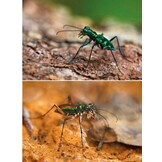 Tiger Beetles of Orient Vol. 1: Indomalayan Region - Geographical guide to the family Cicindelidae