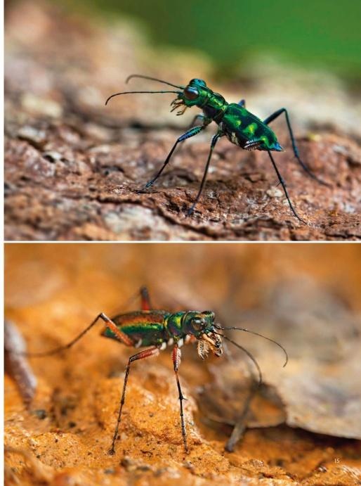 Tiger Beetles of Orient Vol. 1: Indomalayan Region - Geographical guide to the family Cicindelidae