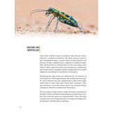 Tiger Beetles of Orient Vol. 1: Indomalayan Region - Geographical guide to the family Cicindelidae