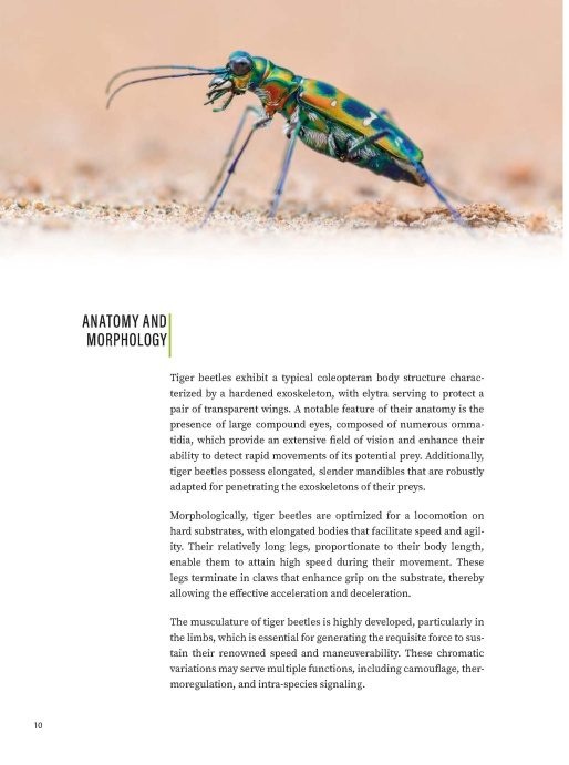 Tiger Beetles of Orient Vol. 1: Indomalayan Region - Geographical guide to the family Cicindelidae