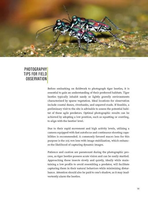Tiger Beetles of Orient Vol. 1: Indomalayan Region - Geographical guide to the family Cicindelidae