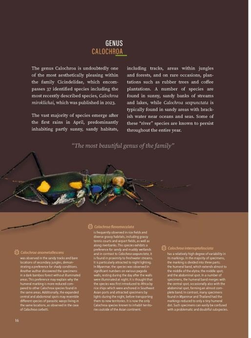 Tiger Beetles of Orient Vol. 1: Indomalayan Region - Geographical guide to the family Cicindelidae