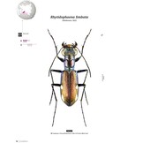 Tiger Beetles of Orient Vol. 1: Indomalayan Region - Geographical guide to the family Cicindelidae