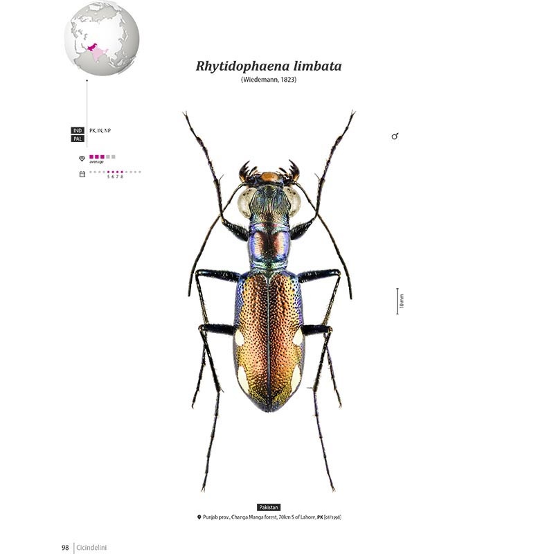 Tiger Beetles of Orient Vol. 1: Indomalayan Region - Geographical guide to the family Cicindelidae