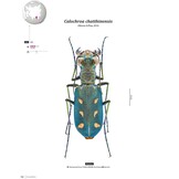 Tiger Beetles of Orient Vol. 1: Indomalayan Region - Geographical guide to the family Cicindelidae