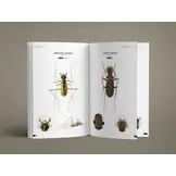 Tiger Beetles of the World - Illustrated Guide to the Genera