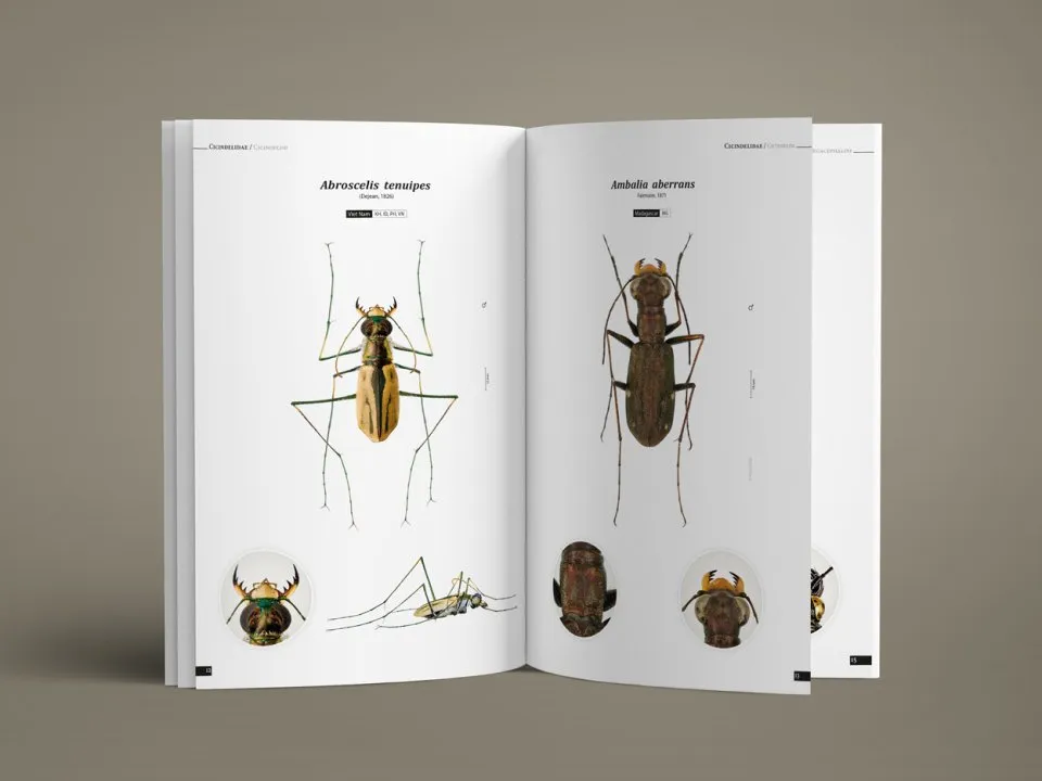 Tiger Beetles of the World - Illustrated Guide to the Genera
