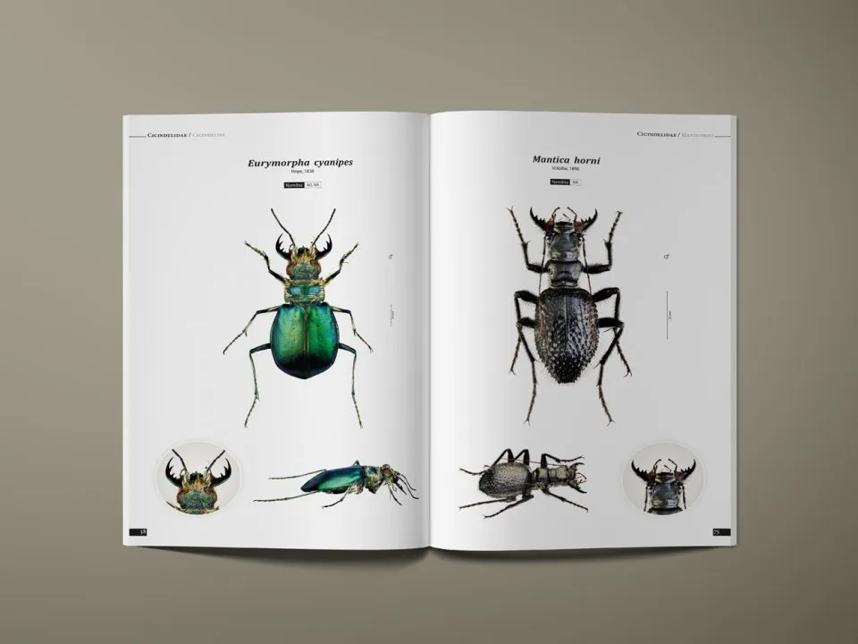 Tiger Beetles of the World - Illustrated Guide to the Genera