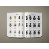 Tiger Beetles of the World - Illustrated Guide to the Genera