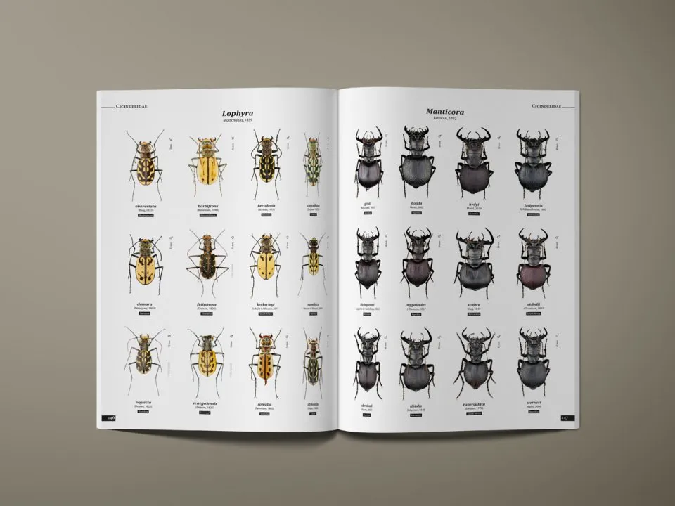 Tiger Beetles of the World - Illustrated Guide to the Genera