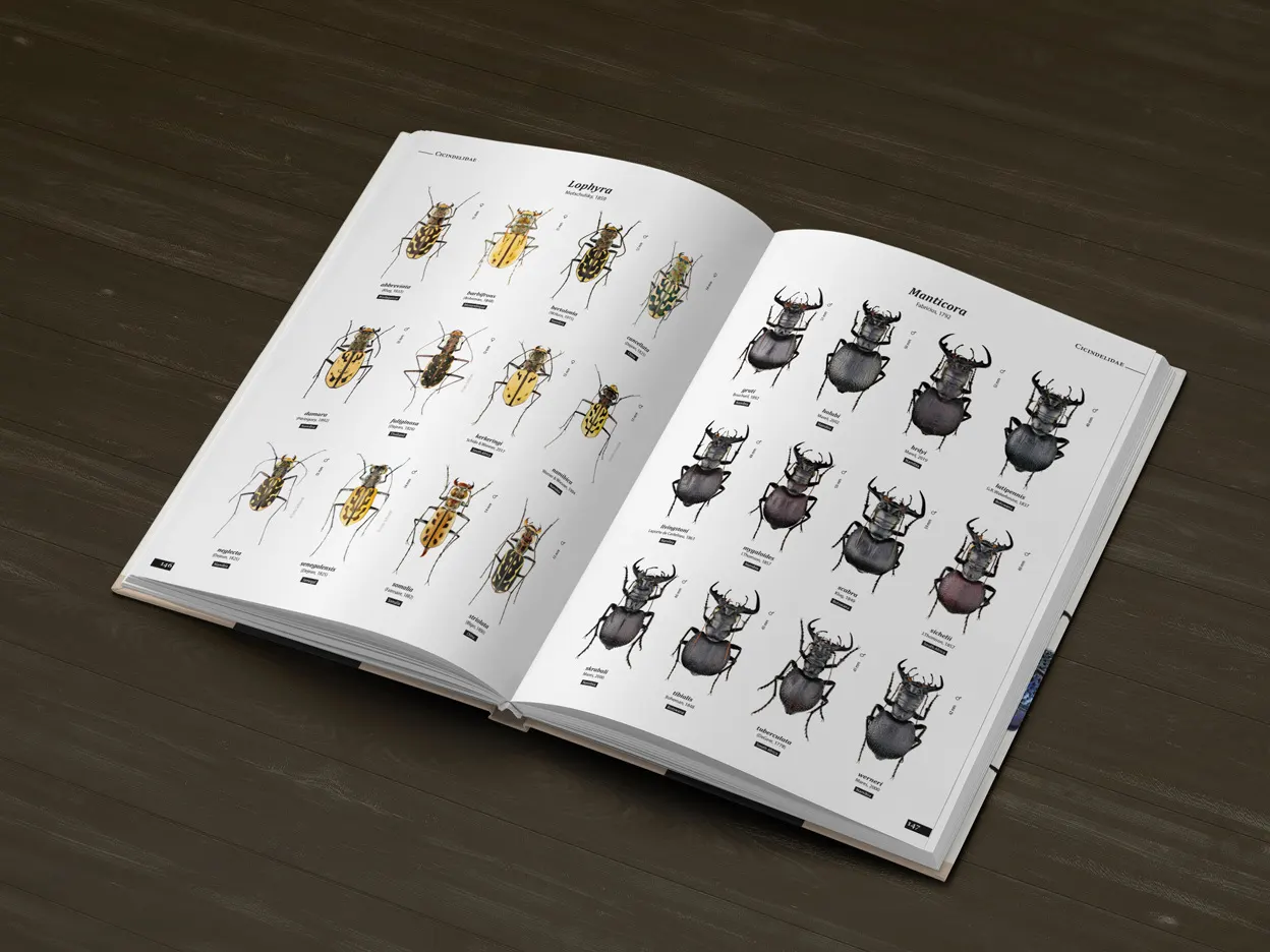 Tiger Beetles of the World - Illustrated Guide to the Genera