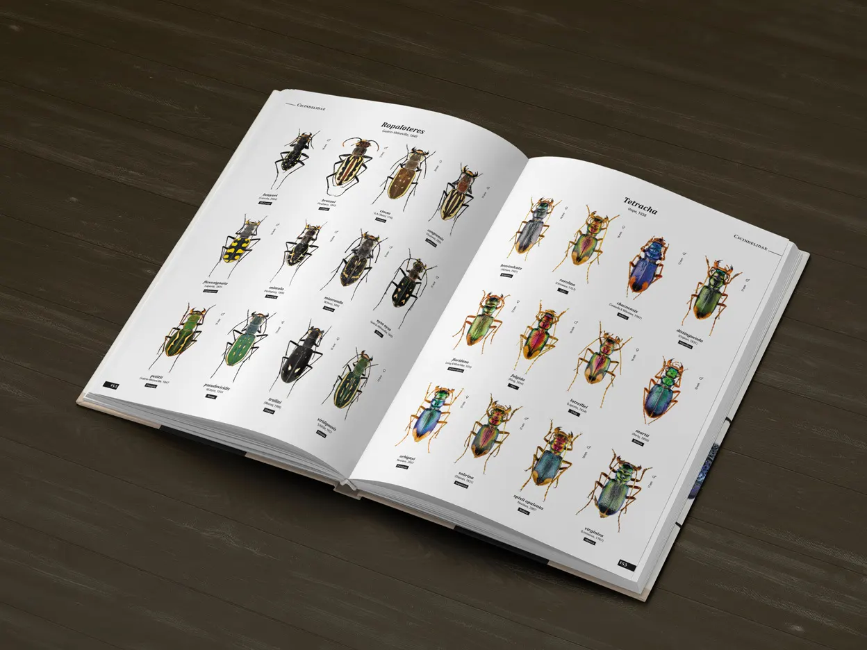 Tiger Beetles of the World - Illustrated Guide to the Genera