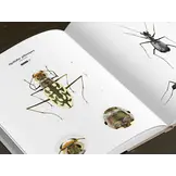 Tiger Beetles of the World - Illustrated Guide to the Genera