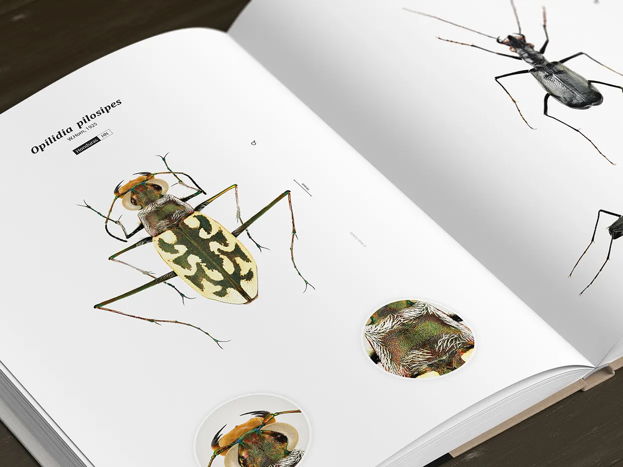 Tiger Beetles of the World - Illustrated Guide to the Genera