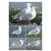 The Gull Guide - North America