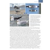 The Gull Guide - North America
