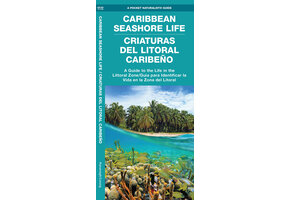 Caribbean Seashore Life