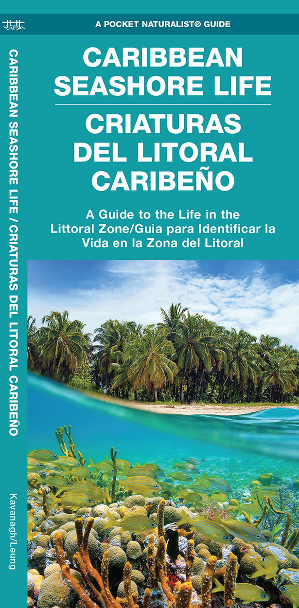 Caribbean Seashore Life / Criaturas del Litoral Caribeño - A Guide to the Life in the Littoral Zone / Guia para Identificar la Vida en la Zona del Litoral