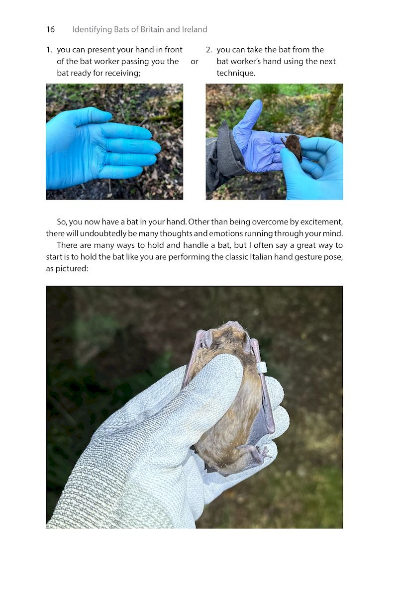 Identifying Bats of Britain and Ireland - A Field Worker’s Guide