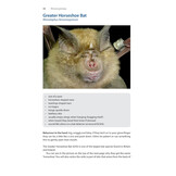 Identifying Bats of Britain and Ireland - A Field Worker’s Guide