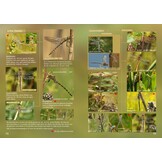 Libellen van Nederland, België en Luxemburg